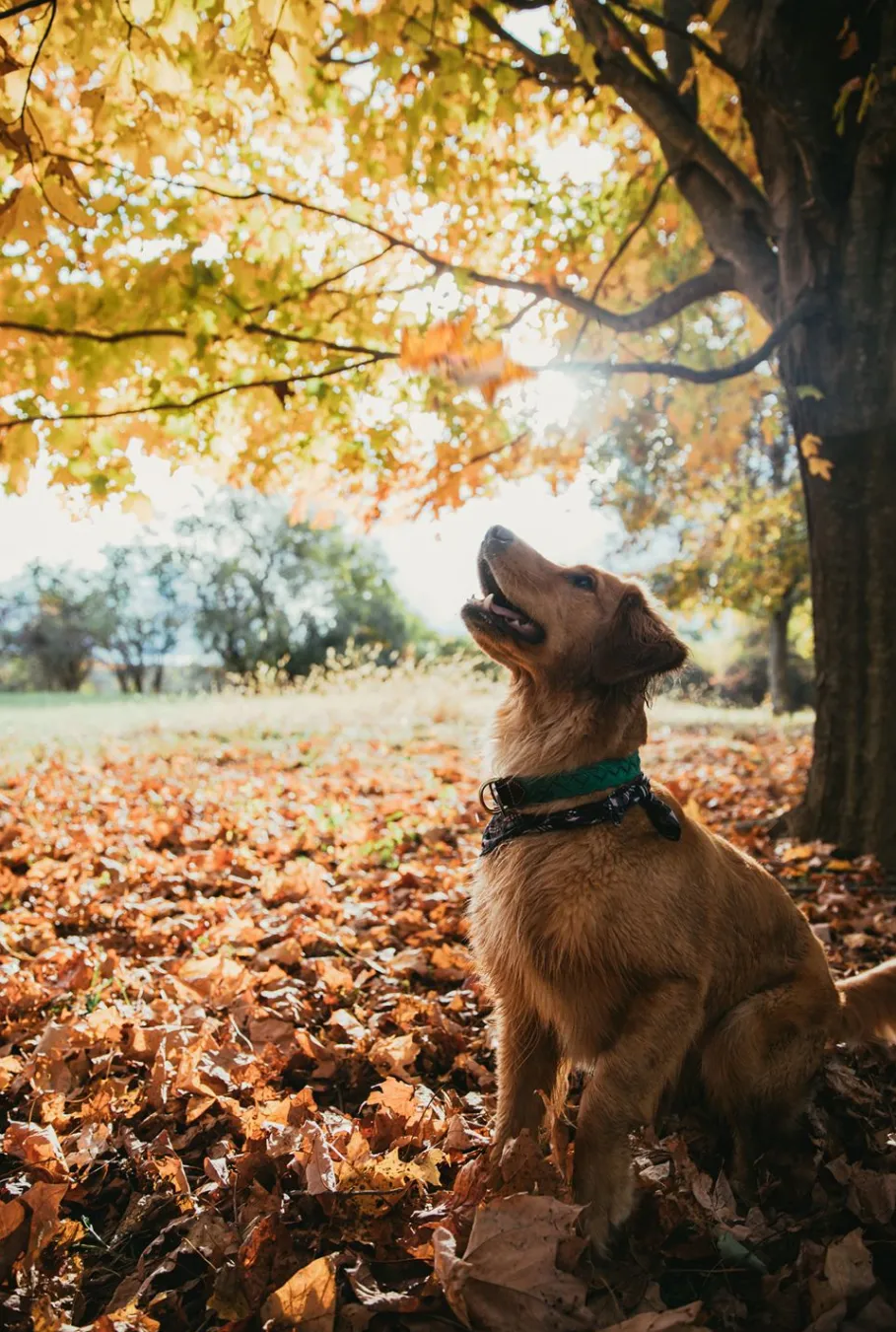 Best Kiel James Patrick Captain Oscar O'Leary Dog Collar