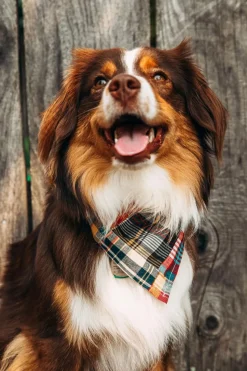 Discount Kiel James Patrick Hyannis Patchwork Madras Bandana
